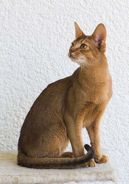 The first 'Abyssinian' cats