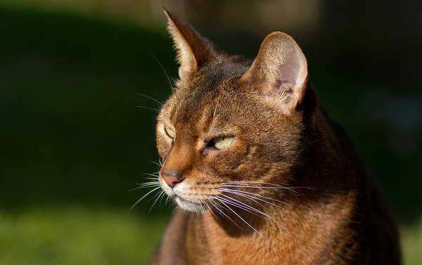 Abyssinian