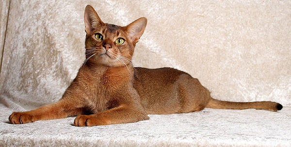 Abyssinian