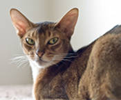 Abyssinian