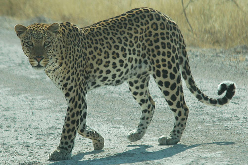 African Leopard