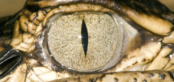 Alligator Eyes