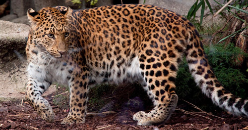 Amur Leopard