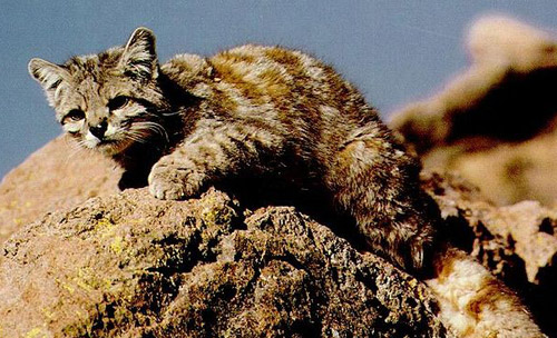 Andean Mountain Cat