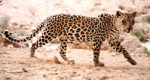 Arabian Leopard