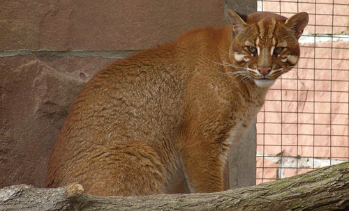 Asian Golden Cat