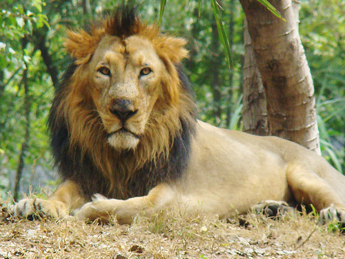 Asiatic Lion