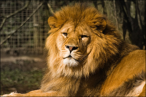 Barbary Lion