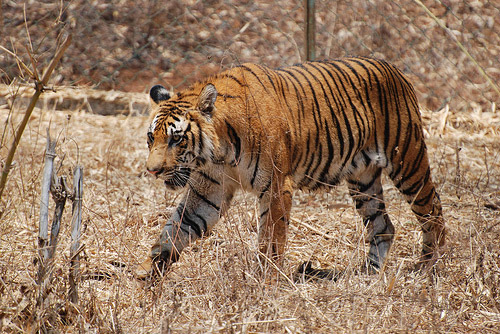 Royal Bengal Tiger