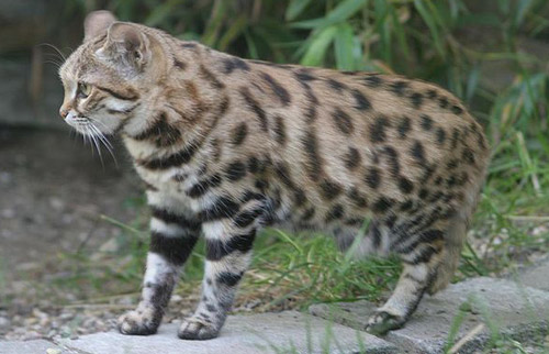 Black-footed Cat