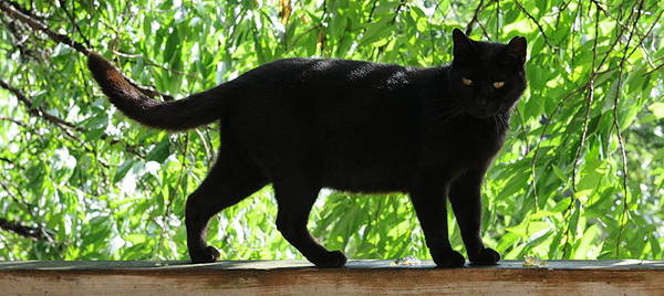 Black Cat