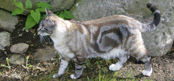 Blue Classic Tabby Cat