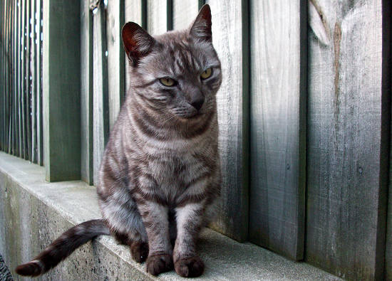 Blue Mackerel Tabby Cat