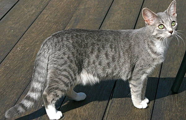 Blue Spotted Tabby Cat