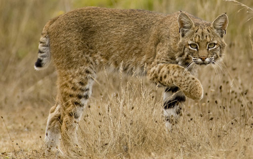 Lynx – Meet the Felidae Family
