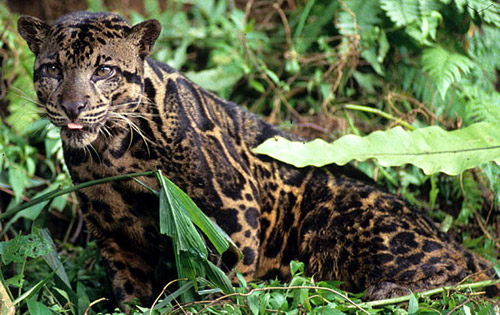 Bornean Clouded Leopard