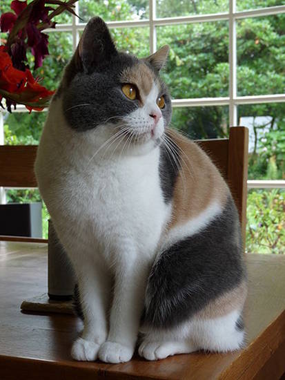 British Shorthair