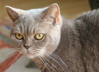 British Shorthair