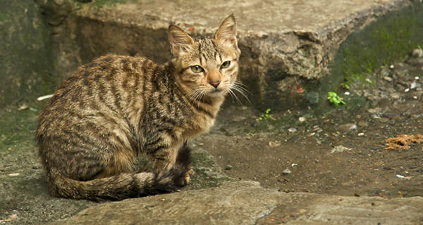 Brown Mackerel Tabby Cat