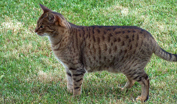 Brown Spotted Tabby Cat