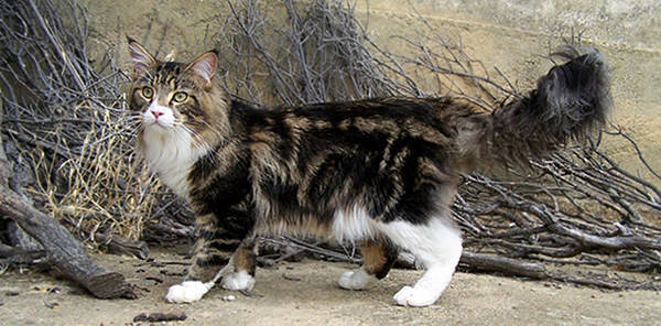 Brown Classic Tabby Cat