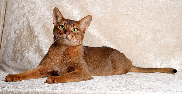 Cinnamon Cat