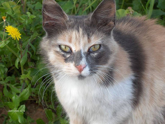 Blue Calico Cat