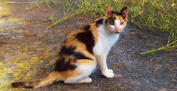 Calico Cat