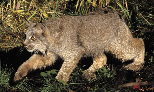 Canadian Lynx