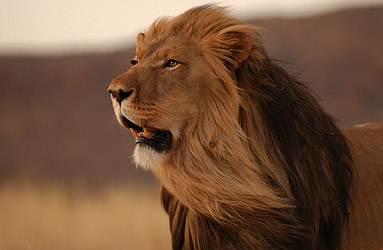 Cape Lion