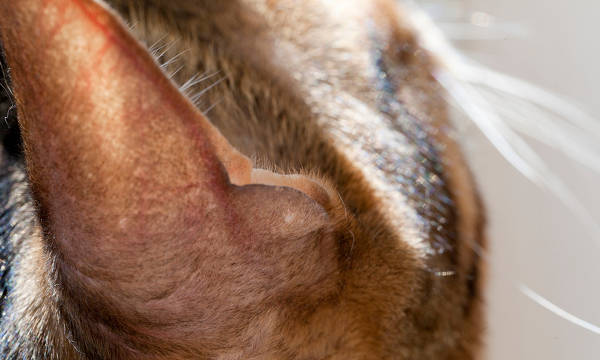 Cat Ear