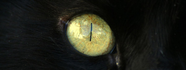 Cat Eye