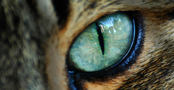 cat eyes fotos. Cat Eye