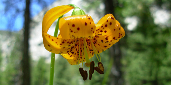 Tiger Lily