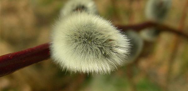 Pussy Willow