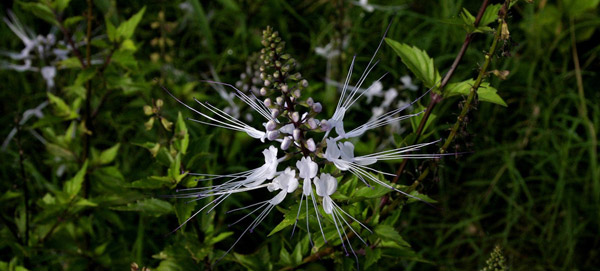 Cat's Whisker