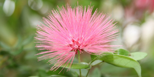 pictures of flowers with names. We did a little research to find some of the prettier flowers whose names 