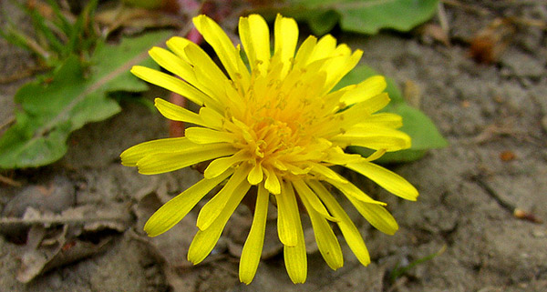 Dandelion