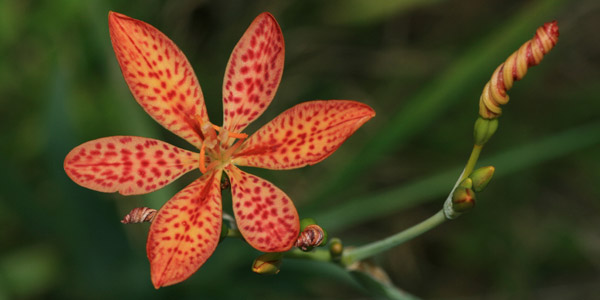 Leopard Flower