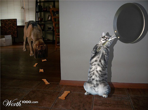 Cat Photoshop