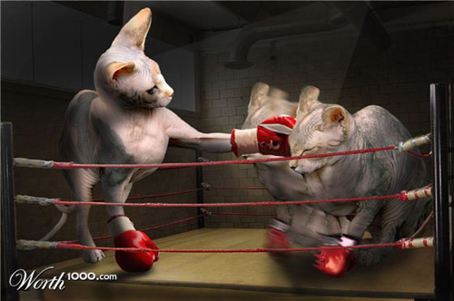 Cat Photoshop Cat Photoshop