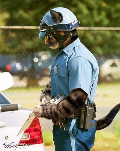 cat with a badge