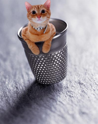 Cat Photoshop
