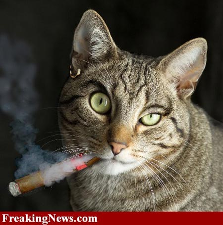 Cat Photoshop