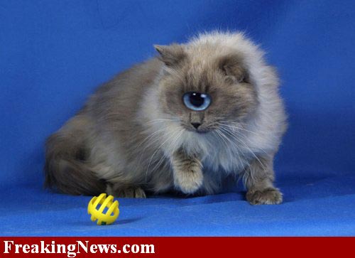 Cat Photoshop