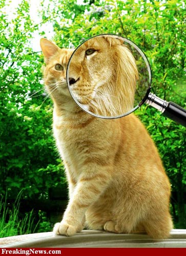 Cat Photoshop