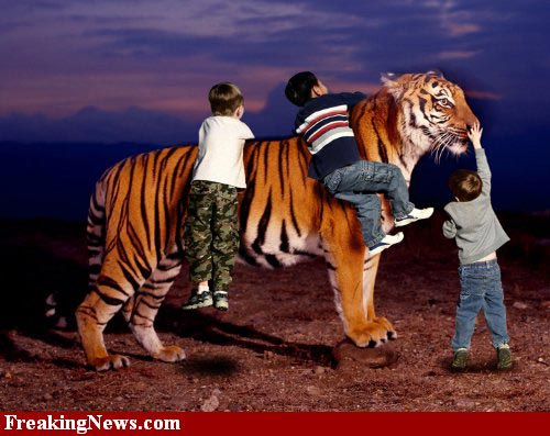 Cat Photoshop