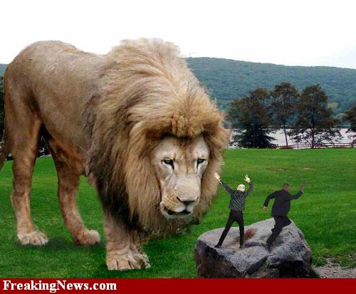 Cat Photoshop