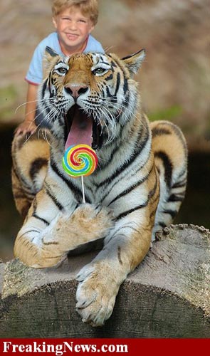 Cat Photoshop