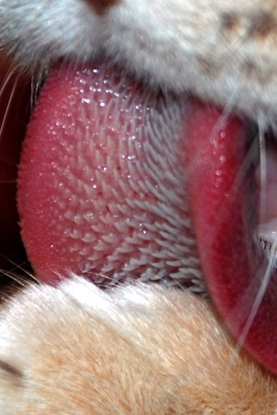 labeled cat tongue close up